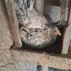 Мурги курк, Турсунзаде