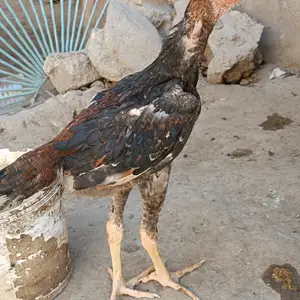 Мургхои Дакан, Худжанд