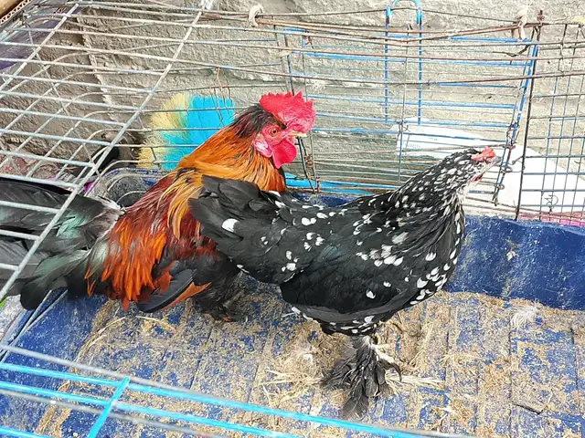 Хуруз японча, Канибадам