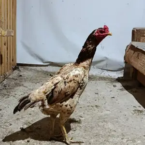 Дакан, Хуҷанд