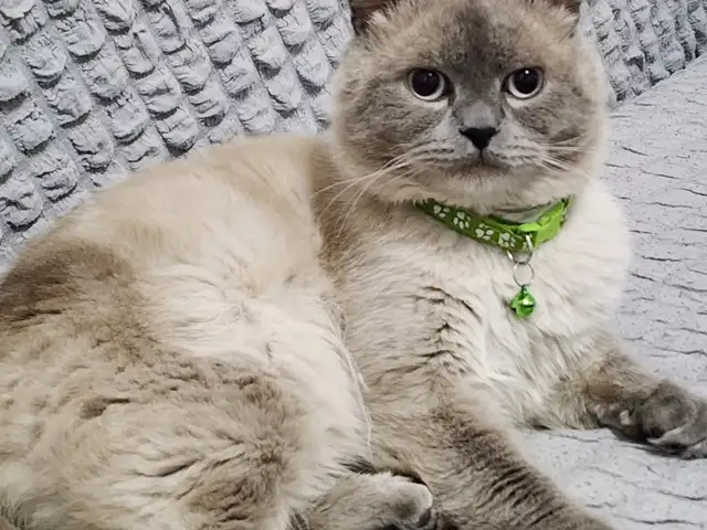 Кот на вязку, Худжанд