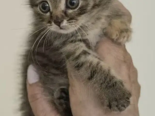 Котята, Душанбе