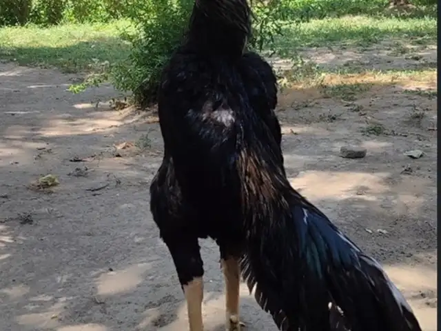 Дакан, Душанбе