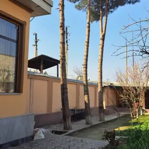 Дарахти сосна, Худжанд