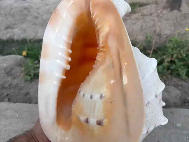 Натуральная ракушка, Душанбе