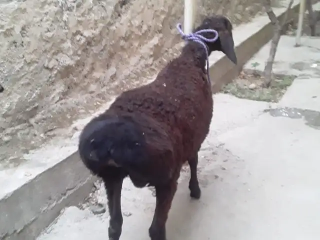 Кушкор, Душанбе