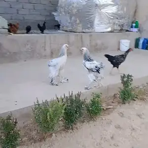 Чуҷаи Брама, Турсунзаде