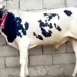 Бука, Душанбе