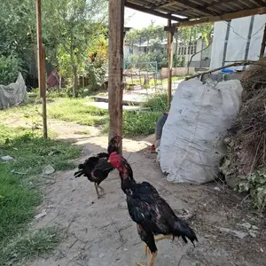 Дакан, Душанбе