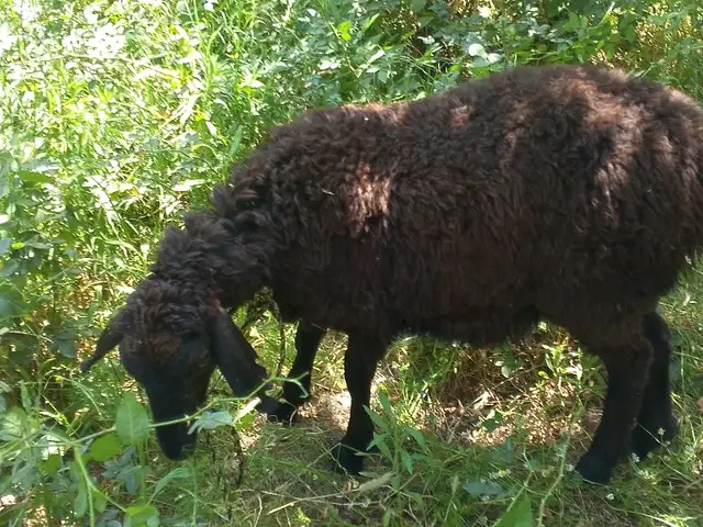 Гусфанд, Душанбе