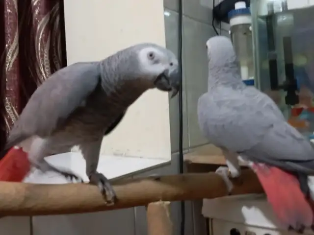 Попугай жако, Душанбе
