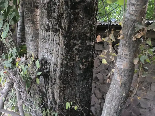 Доски, Рашт