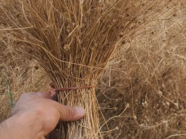 Ромашка, Душанбе