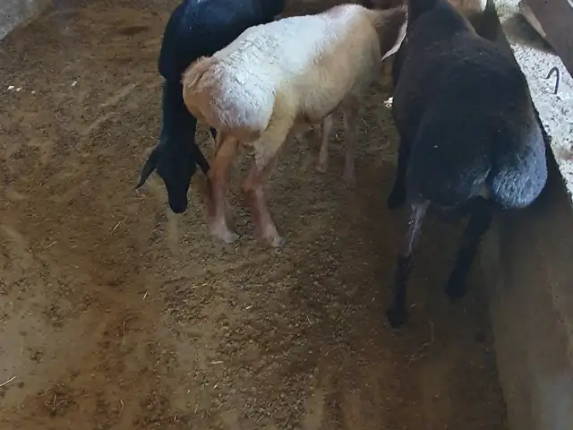 Гуспандои кушкор, Хуҷанд