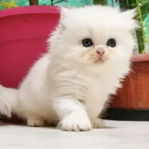 Шотландские котята, Душанбе