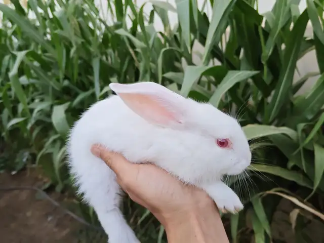 Хикол, Душанбе