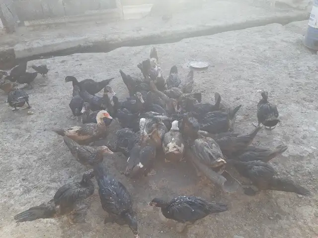 Мургоби, Худжанд