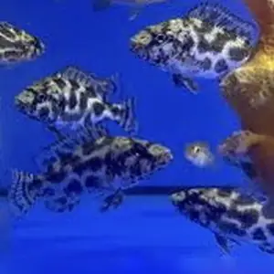 Рыбка Nimbochromis livingstonii, Худжанд