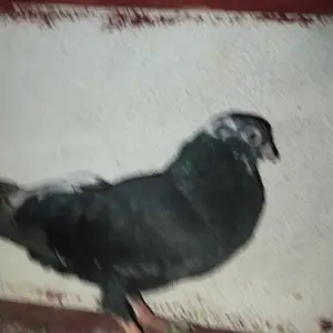 Голубь черный битоголовый, Душанбе