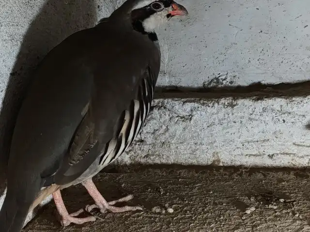 Кабг, Душанбе