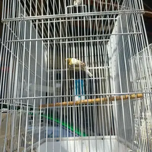 Канарейка Нар, Душанбе