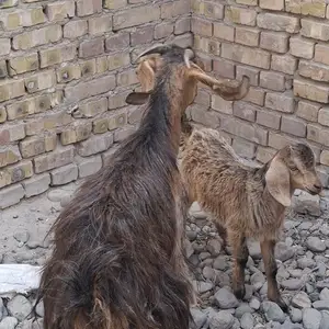 Бузи оча бача, Гиссар