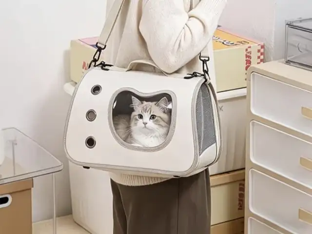 Переноска для кошек, Худжанд