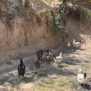 Индук тухмкун, Душанбе