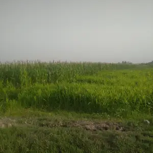 Чуворимакка, Турсунзаде