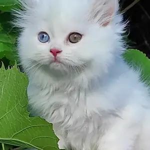 Шотландские котята, Душанбе