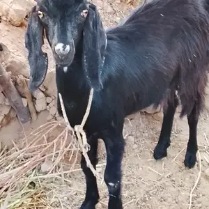 Бузи Покистони гибрид, Кабодиён