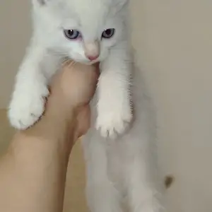 Котенок, Душанбе