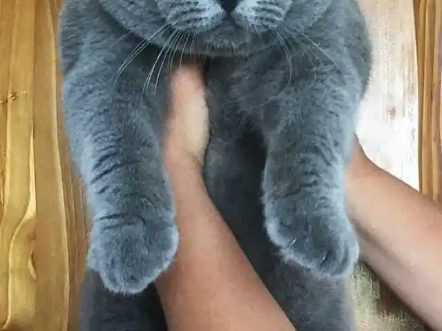 Чистокровный шотландский вислоухий кот на вязку, Душанбе