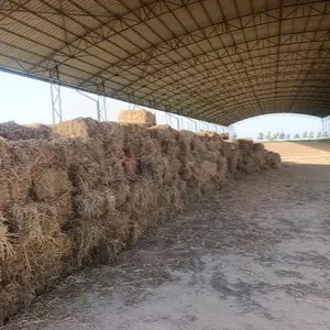 Алаф, Душанбе