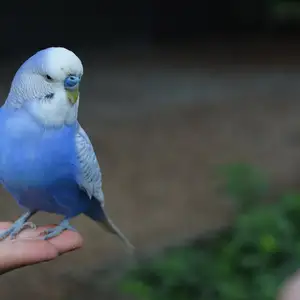 Попугай, Душанбе