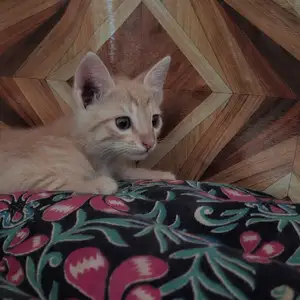 Котенок, Пяндж