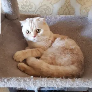 Кошка вислоухий шотландец, Душанбе