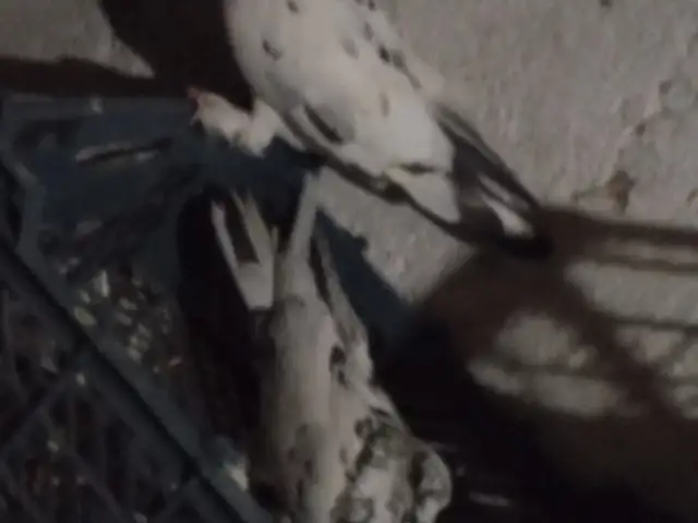 Кафтар, Вахдат