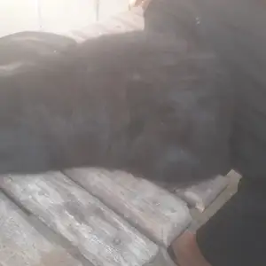 Харгуши строкач нар, Душанбе