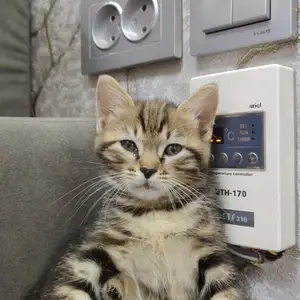 Домашние котята, Худжанд