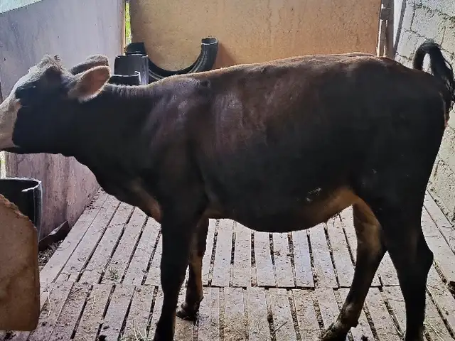 Гусала, Душанбе