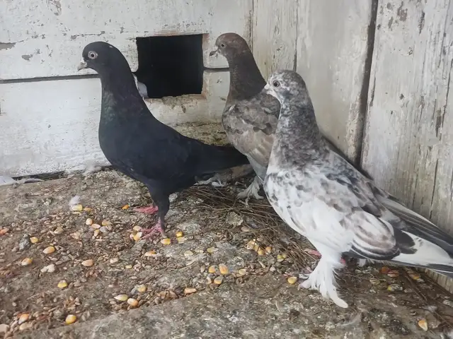 Кафтар, Гиссар