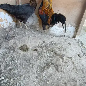 Мург, Канибадам