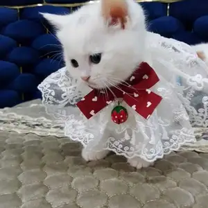 Шотландский вислоухий котенок, Душанбе