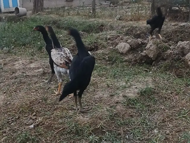 Мокёнхои ганой, Турсунзода