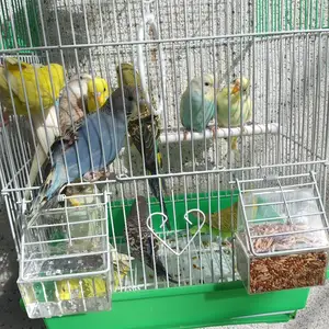 Попугай, Душанбе