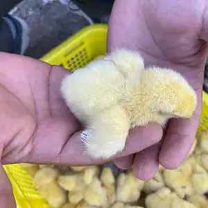 Хурус чуча, Худжанд