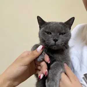 Кошка, Душанбе