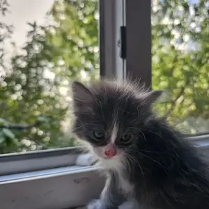 Шотландский котенок, Худжанд