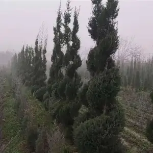 Можжевельник спирал, Душанбе